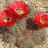 Trichocereus catamarcensis ex Lobivia crassicaulis ©JLcoll.2371.JPG